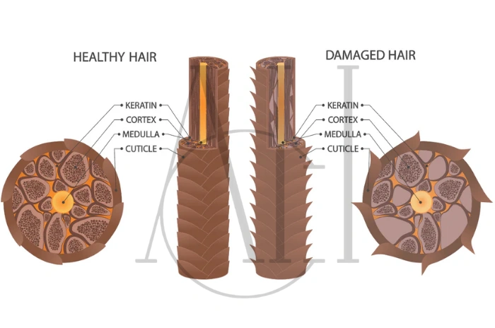 Cuticle cortex medulla