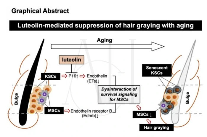 luteolin hair growth