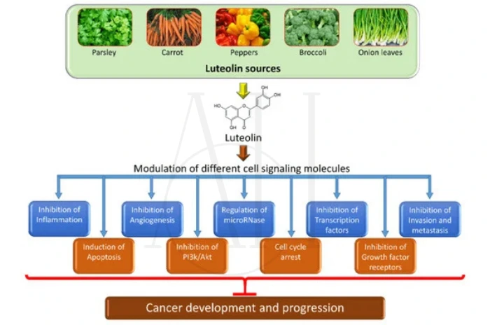luteolin food sources