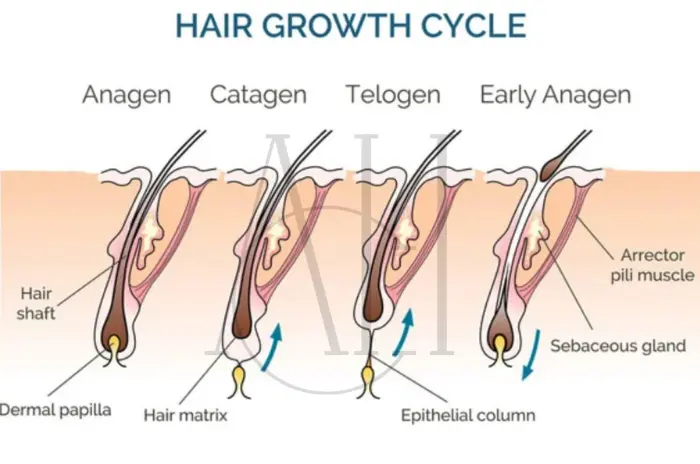 Hair growth cycle disruption