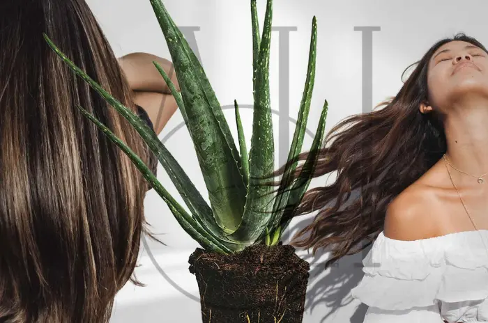 How Can Aloe Vera Heal Your Scalp