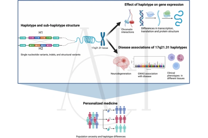 genetic hair loss vs telogen effluvium
